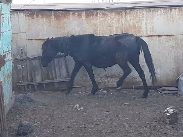 Mare, Horse breed