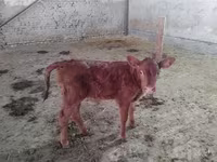 母牛, Red Estonian cattle — 照片 3