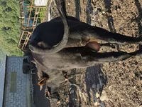 Toro, Ganado vacuno — foto 6