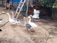 Geese — photo 3