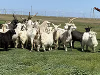 母山羊, Goats — 照片 1