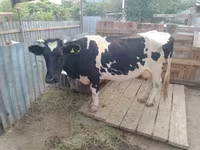 Корова, Latvian Blue cattle — фото 2
