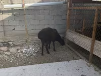 Qoʻchqor, Hissar sheep — 7-rasm