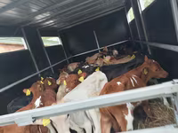 Rinder (Partie, Geschlecht nicht angegeben), Simmental cattle — Foto 2
