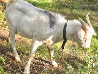 公山羊, Nubian Goat — 照片 1