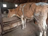 गाय, Simmental cattle — फ़ोटो 5