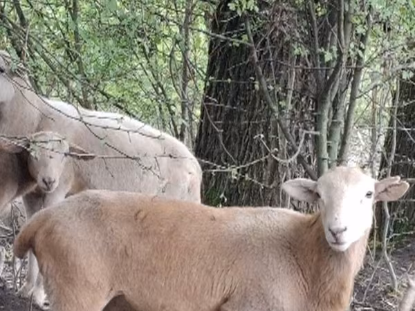 公羊, Katum sheep