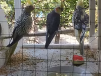 Nimfa (Cockatiel) tutuquşuları və quşlar üçün geniş qəfəs dəsti — Foto 2