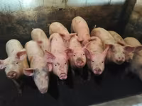Schweine (Partie, Geschlecht nicht angegeben), Schweine — Foto 1