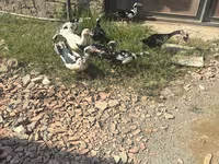 Ducks — Foto 2