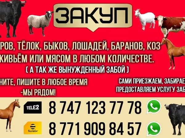 At, Atlar