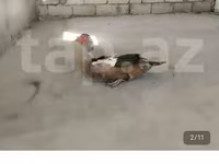 Hausente — Foto 3