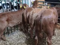 Bulle, Simmental cattle — Foto 1
