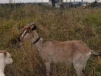 Ziege, Ziegen — Foto 2