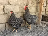 Gallina eslovena barrada — foto 5