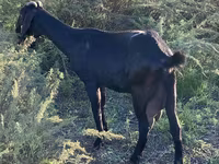 Cabra, Nubian Goat — foto 5