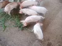 خنازير (دفعة، الجنس غير محدد), الخنازير — الصورة 5