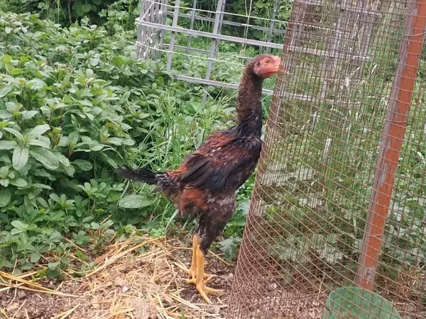 Chickens