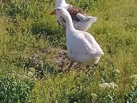 Geese — foto 2