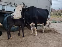 गाय, Russian Black pied cattle — फ़ोटो 4
