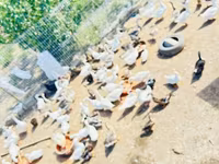Ducks — الصورة 6