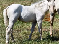 Mare, Quarter Horse — photo 5