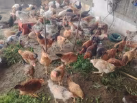 Chickens — الصورة 3