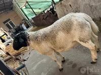 公羊, Dorper sheep — 照片 3