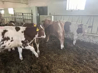 Buqa, Simmental cattle — 3-rasm