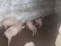 Eber, Schweine — Foto 3