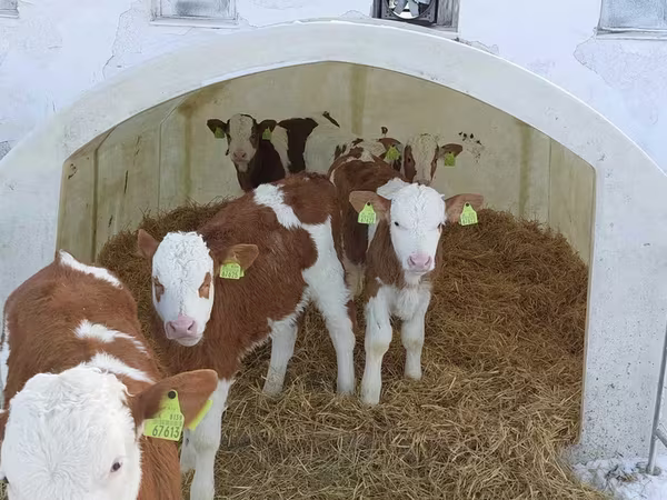 Bulle, Simmental cattle