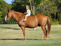 حصان, Quarter Horse — الصورة 4
