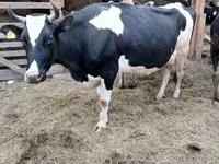 بقرة, Swiss cattle — الصورة 5