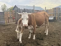 Сиыр, Simmental cattle — 5-сурет