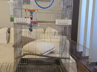 Böyük ölçülü quş qəfəsi - Material: metal korpus, oval/tağ formalı — Foto 4