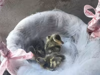 Ducks — Foto 8