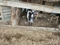 Cabro, Cabras — foto 4