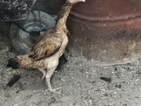 Chickens — फ़ोटो 2