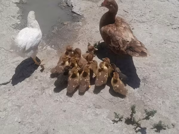 Ducks