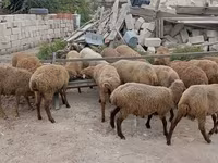 Qoyun, Qoyunlar — foto 7