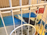 Nymph (cockatiel) cütlüyü və qəfəs komplekti - Növ: Nymph paraket — фото 2