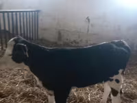 Сиыр, Simmental cattle — 2-сурет