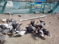Chickens — फ़ोटो 3
