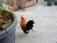 सेरामा — फ़ोटो 1