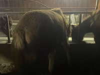 公马, Yakutian horse — 照片 6
