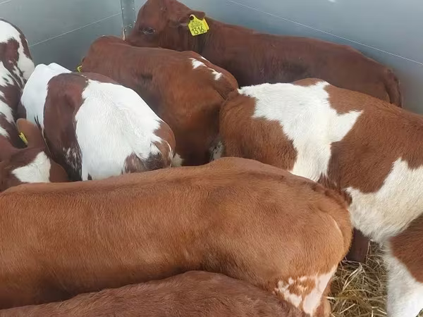 Rinder (Partie, Geschlecht nicht angegeben), Simmental cattle