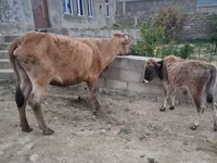 Cow, Cattle — photo 5