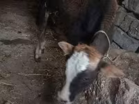 ثور, الماشية — الصورة 5