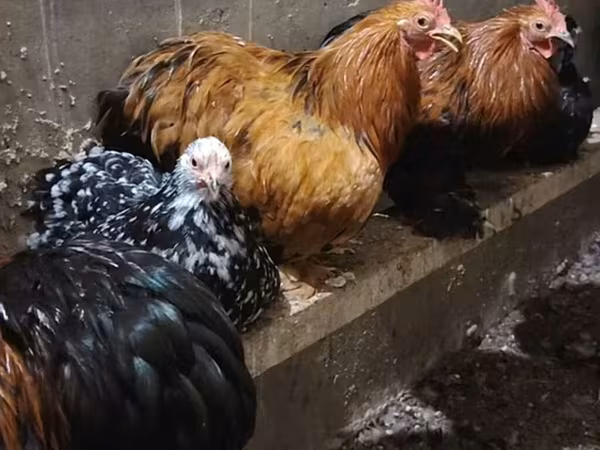 Chickens