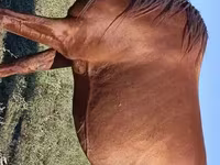 حصان, Thoroughbred horse — الصورة 4